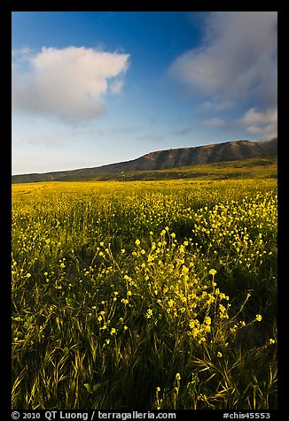 Flowers and hills near Potato Harbor, late afternoon, Santa Cruz Island. Channel Islands National Park, California, USA.