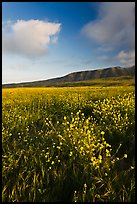 Flowers and hills near Potato Harbor, late afternoon, Santa Cruz Island. Channel Islands National Park ( color)