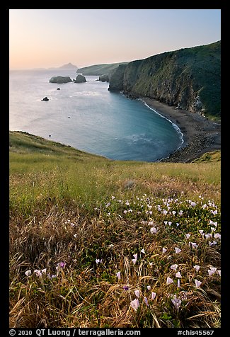 Wild Morning Glories and bay at sunrise, Scorpion Anchorage, Santa Cruz Island. Channel Islands National Park, California, USA.