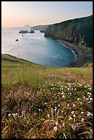Wild Morning Glories and bay at sunrise, Scorpion Anchorage, Santa Cruz Island. Channel Islands National Park, California, USA. (color)