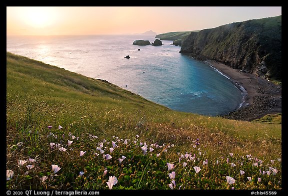 Wild Morning Glories and Scorpion Anchorage, sunrise, Santa Cruz Island. Channel Islands National Park, California, USA.