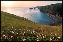 Wild Morning Glories and Scorpion Anchorage, sunrise, Santa Cruz Island. Channel Islands National Park, California, USA. (color)