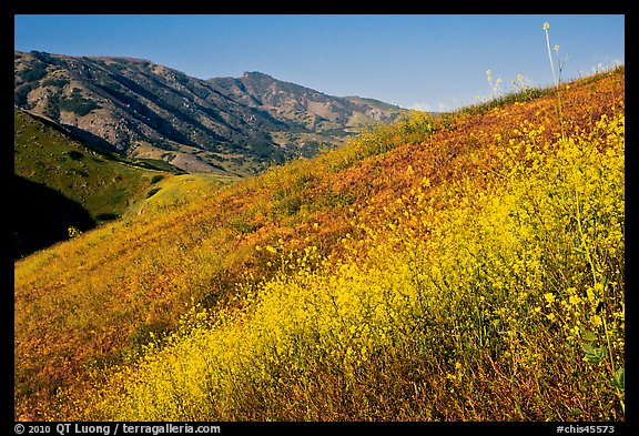 Mustard, grasses, and hills, Santa Cruz Island. Channel Islands National Park, California, USA.