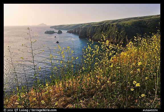 Mustard in bloom and seacliffs, Scorpion Anchorage, Santa Cruz Island. Channel Islands National Park, California, USA.