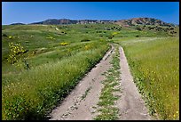 Smugglers Road through green hills in the spring, Santa Cruz Island. Channel Islands National Park, California, USA.