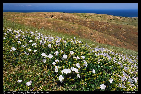 Wild Morning Glory flowers, hills, and ocean, Santa Cruz Island. Channel Islands National Park, California, USA.