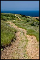 Winding dirt road and ocean, Santa Cruz Island. Channel Islands National Park, California, USA.