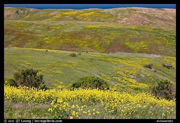 Mustard flowers and rolling hills, Santa Cruz Island. Channel Islands National Park, California, USA.