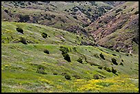 Scorpion Canyon in the spring, Santa Cruz Island. Channel Islands National Park, California, USA. (color)