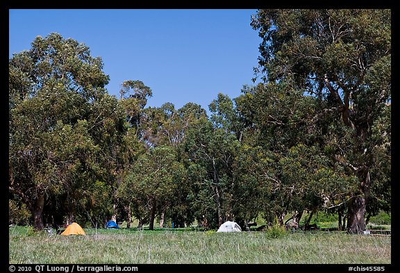 Campground in Scorpion Canyon, Santa Cruz Island. Channel Islands National Park, California, USA.