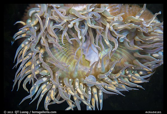 Anemone. Channel Islands National Park (color)