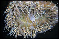 Anemone. Channel Islands National Park ( color)