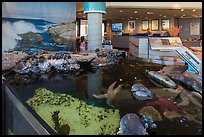 Artificial tidepool inside visitor center. Channel Islands National Park, California, USA.