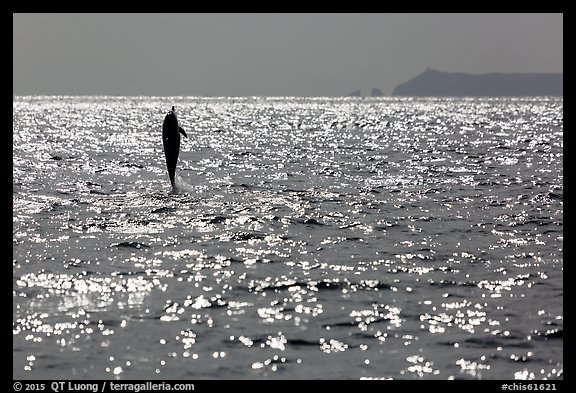 Dolphin jumping straight out of water, East Anacapa Island in background. Channel Islands National Park, California, USA.