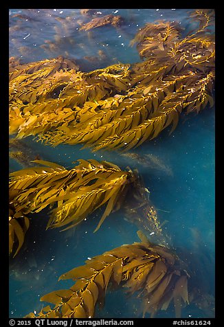 Kelp from above, Santa Cruz Island. Channel Islands National Park (color)