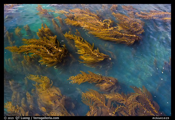 Kelp floating on water, Santa Cruz Island. Channel Islands National Park (color)