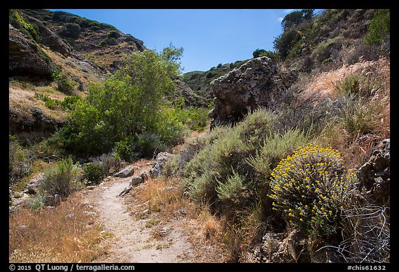 Cherry Canyon Trail, Santa Rosa Island. Channel Islands National Park, California, USA.