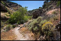 Cherry Canyon Trail, Santa Rosa Island. Channel Islands National Park, California, USA.