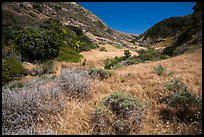 Cherry Canyon, Santa Rosa Island. Channel Islands National Park ( color)