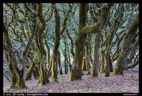 Endemic Island Oak (Quercus tomentella), Santa Rosa Island. Channel Islands National Park (color)