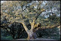 Island Oak (Quercus tomentella) and wind, Santa Rosa Island. Channel Islands National Park ( color)