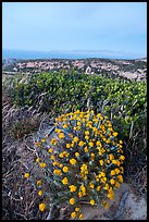 Wildflowers at dusk, Santa Rosa Island. Channel Islands National Park ( color)