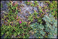 Ground close-up with iceplant and flowers, Santa Rosa Island. Channel Islands National Park, California, USA.