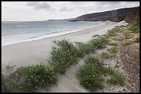 Flowers growing on sand dunes, Water Canyon Beach, Santa Rosa Island. Channel Islands National Park ( color)