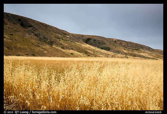 Grasses and hills, Santa Rosa Island. Channel Islands National Park (color)