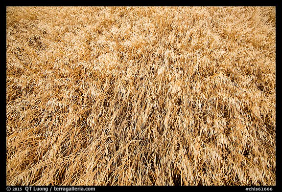 Close-up of wind-blown grasses, Santa Rosa Island. Channel Islands National Park (color)