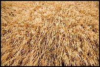 Close-up of wind-blown grasses, Santa Rosa Island. Channel Islands National Park ( color)