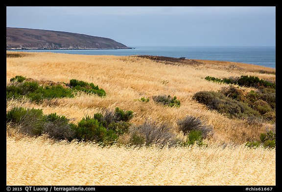 Golden grasses and Bechers Bay, Santa Rosa Island. Channel Islands National Park (color)