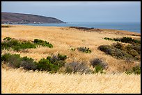 Golden grasses and Bechers Bay, Santa Rosa Island. Channel Islands National Park ( color)