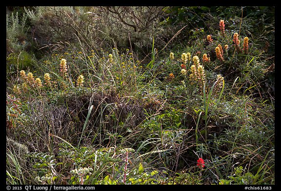 Native flowers, Lobo Canyon, Santa Rosa Island. Channel Islands National Park (color)