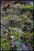 Lush slope with flowers and shrubs in Lobo Canyon, Santa Rosa Island. Channel Islands National Park ( color)