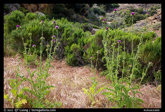 Thristles, Lobo Canyon, Santa Rosa Island. Channel Islands National Park (color)