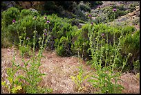 Thristles, Lobo Canyon, Santa Rosa Island. Channel Islands National Park ( color)