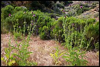 Thristles, Lobo Canyon, Santa Rosa Island. Channel Islands National Park ( color)