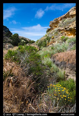 Flowers and rock formations, Lobo Canyon, Santa Rosa Island. Channel Islands National Park (color)
