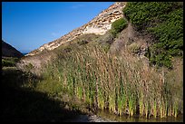 Reeds near the mouth of Lobo Canyon, Santa Rosa Island. Channel Islands National Park ( color)