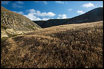 Grassy hillside, Lobo Canyon, Santa Rosa Island. Channel Islands National Park ( color)