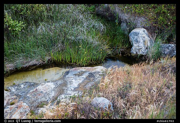 Close-up of stream and vegetation, Lobo Canyon, Santa Rosa Island. Channel Islands National Park (color)