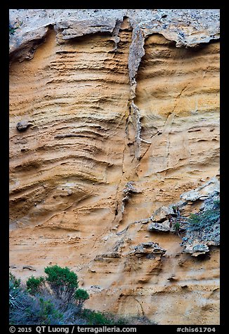 Shrubs and wall detail, Lobo Canyon, Santa Rosa Island. Channel Islands National Park (color)