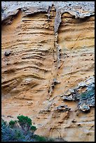 Shrubs and wall detail, Lobo Canyon, Santa Rosa Island. Channel Islands National Park ( color)