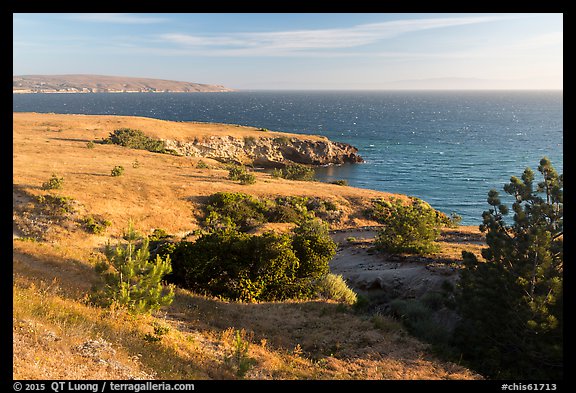 Torrey Pines and coastline near Black Point, Santa Rosa Island. Channel Islands National Park, California, USA.