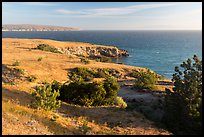 Torrey Pines and coastline near Black Point, Santa Rosa Island. Channel Islands National Park ( color)