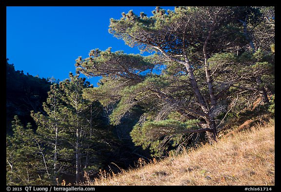 Santa Rosa Island Torrey Pines, Santa Rosa Island. Channel Islands National Park (color)