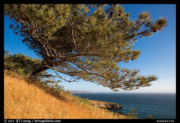 Torrey Pine and Black Point, Santa Rosa Island. Channel Islands National Park, California, USA.