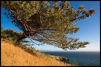 Torrey Pine and Black Point, Santa Rosa Island. Channel Islands National Park ( color)