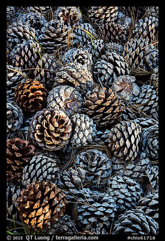 Fallen Torrey Pine cones, Santa Rosa Island. Channel Islands National Park (color)